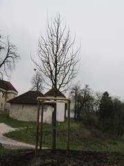 Zasaditev 21. nov. 2018 (21)